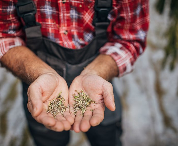 Farmer holding dry cannabis seeds