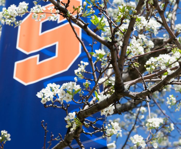 Tree in front of Syracuse University Banner